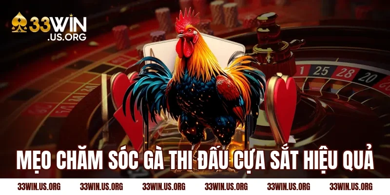 Mẹo chăm sóc gà thi đấu cựa sắt hiệu quả