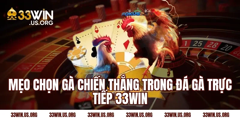 Mẹo chọn gà chiến thắng trong đá gà trực tiếp 33win